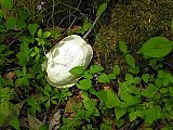            - 2010 Spring Sheltowee Trace Pickett State Park to Hemlock Grove group1