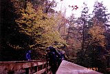 1997 Fall Sheltowee Cumberland Falls To Laurel Lake