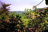 1998 Fall Sheltowee Zacharia to Mariba
