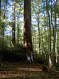 2007 Fall Hemphill Bald