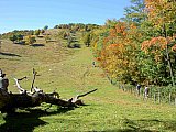2007 Fall Hemphill Bald