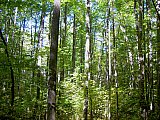 2007 Fall Hemphill Bald