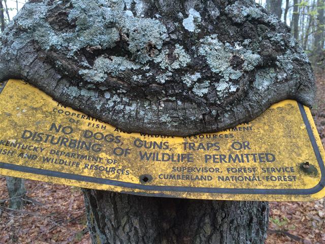 Tree Eating Cumberland forest sign